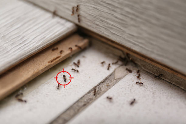 Best Mosquito Control Services  in Superior, CO
