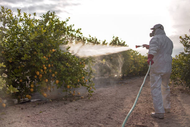 Best Local Pest Control Services  in Superior, CO