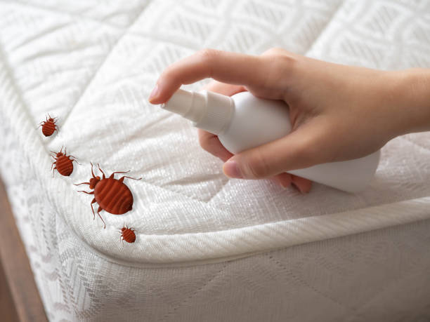 Best Affordable Pest Control Services  in Superior, CO