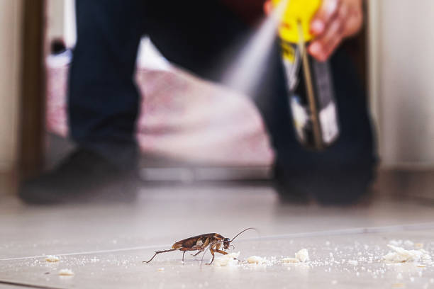 Best Cockroach Control Services  in Superior, CO